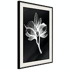 Artgeist Poster Affisch Night Flower [Poster] 20x30 A3-DRBPRP1048s_cr_pp