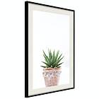 Artgeist Poster Affisch Succulents In Pot [Poster] 20x30 A3-DRBPRP0579s_cr_pp