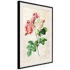 Artgeist Poster Affisch Heavenly Rose [Poster] 20x30 A3-DRBPRP1167s_cr_pp