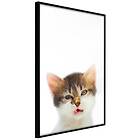Artgeist Poster Affisch Vexed Cat [Poster] 40x60 A3-DRBPRP0416l_cr