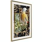Artgeist Poster Affisch Golden Parrot [Poster] 30x45 A3-DRBPRP0514m_zr_pp