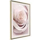 Artgeist Poster Affisch Porcelain Rose [Poster] 40x60 A3-DRBPRP1233l_zr_pp