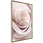 Artgeist Poster Affisch Porcelain Rose [Poster] 20x30 A3-DRBPRP1233s_zr