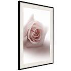 Artgeist Poster Affisch Rose Shadow [Poster] 40x60 A3-DRBPRP1232l_cr_pp