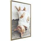 Artgeist Poster Affisch Lazy Cat [Poster] 30x45 A3-DRBPRP1525m_zr