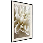 Artgeist Poster Affisch Beautiful Dahlia [Poster] 30x45 A3-DRBPRP1666m_cr_pp
