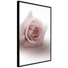 Artgeist Poster Affisch Rose Shadow [Poster] 20x30 A3-DRBPRP1232s_cr