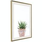 Artgeist Poster Affisch Succulents In Pot [Poster] 20x30 A3-DRBPRP0579s_zr_pp