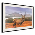 Artgeist Poster Affisch Scottish Stag [Poster] 60x40 A3-DRBPRP0122l_cr_pp