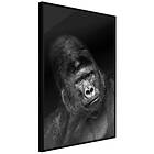 Artgeist Poster Affisch Gorilla [Poster] 20x30 A3-DRBPRP0525s_cr