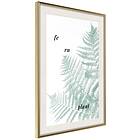 Artgeist Poster Affisch Fern Plant [Poster] 40x60 A3-DRBPRP1281l_zr_pp