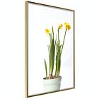 Artgeist Poster Affisch Narcissus [Poster] 30x45 A3-DRBPRP0580m_zr