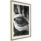 Artgeist Poster Affisch Zebra Eye [Poster] 40x60 A3-DRBPRP0397l_zr_pp