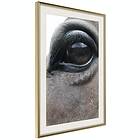 Artgeist Poster Affisch Honest Eyes [Poster] 40x60 A3-DRBPRP1323l_zr_pp