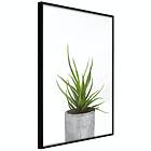 Artgeist Poster Affisch Haworthia [Poster] 20x30 A3-DRBPRP0577s_cr