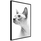 Artgeist Poster Affisch Hairless Cat [Poster] 40x60 A3-DRBPRP0524l_cr