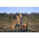 Cheetahs Family Poster