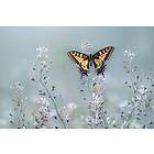 Swallowtail Beauty Poster