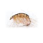 Uniqe Flies Polarloppen Sand TMC 2457 6