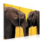 Arkiio Tavla Elephant Kiss kiss 120x80 A3-N1528-DKX