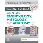 Margaret J Fehrenbach: Illustrated Dental Embryology, Histology, and Anatomy