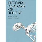 Stephen G Gilbert: Pictorial Anatomy of the Cat