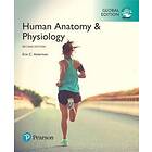 Erin C Amerman: Human Anatomy & Physiology, Global Edition