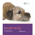 Kathy Wilkinson: Border Terrier Dog Expert