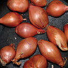 Ty Segall Fried Shallots LP