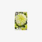 Sam van Schooten Dahlia, Hollyhill lemon ice