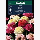 Weibulls Zinnia, Zinderella Fashion mix