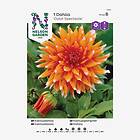 Nelson Garden Dahlia, Color Spectacle