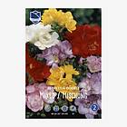JWA Lefeber Freesia, dubbel