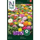 Nelson Garden Fröer Zinnia Takii's Choice
