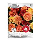 Nelson Garden Frö Sammetstagetes Strawberry Blonde Tagetes 88547