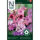 Nelson Garden Sommarblommor Rosa Mix