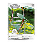 Nelson Garden Malabarspenat 85619