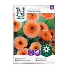 Nelson Garden Ringblomma 88196