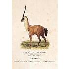 Chris Lavers: The Natural History of Unicorns