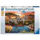 Ravensburger Pussel: Zebras In Sunset 500 bitar