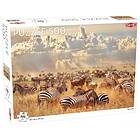 Tactic Puslespill: Zebra Herd 500 brikker