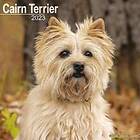 Cairn Terrier 2023 Wall Calendar