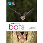 RSPB Spotlight Bats