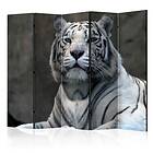 Arkiio Rumsavdelare Bengali Tiger In Zoo II 225x172 cm