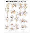 Ligaments of the Joints Anatomical Chart