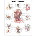 Head and Neck Anatomical Chart