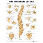 The Vertebral Column Anatomical Chart