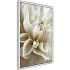 Artgeist Poster Affisch Beautiful Dahlia A3-POprp1666l_brA