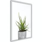 Artgeist Poster Affisch Haworthia A3-POprp0577l_brA