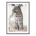 Gallerix Poster African Leopard 3781-30x40